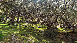 tamarind trres in pasture
