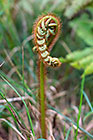 tree fern cross