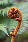 tree fern cross
