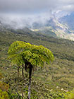 tree fern & mountains