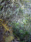 trail under trees with lichens