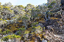 erica trees with lichens on rocky slope covered with mooses 