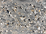 broken coral & shells on sandy beach