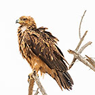 tawny eagle bird on dead branch
