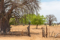 farm gate near baobab tree