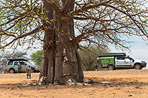 disco & ranger-camper near baobab tree