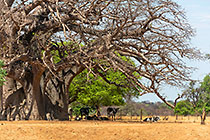 cows under baobab tree
