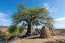 termite hill near baobab tree