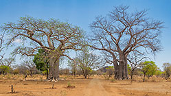 two baobab trees along track
