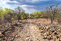 mopane green trees along rocky track