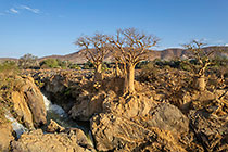 baobab trees on rocks near Kunene river in gorge