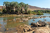 palm trees along Kunene river
