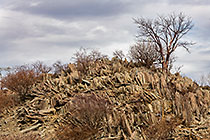 shart schist rocks & tree on hill