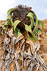 big welwitschia plant on dry riverbed cliff
