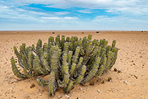 euphorbia cactus-like plant in desert plain