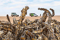 euphorbia cactus-like plant in desert plain showing disco & ranger-camper