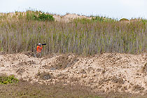 Chanan taking photo of birds between reeds on sand dunes