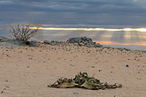 welwitschia plant in sandy plain at sunset