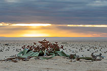 Welwitschia Sunset