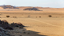 tracks & trees in sandy plain at sunrise