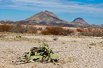 welwitschia plant in rocky desert