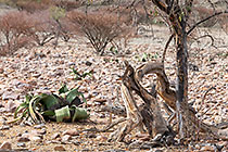 welwitschia plant in rocky desert