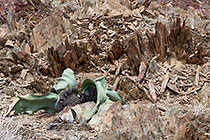 welwitschia plant between sharp shist rocks