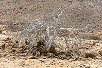white bark tree between rocks
