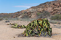 giant welwitschia plant with male flowers