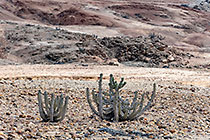 euphorbia cactus-like plants on rocky hill