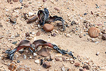 dying welwitschia plants in rocky desert