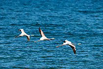 flamingo birds flying over ocean