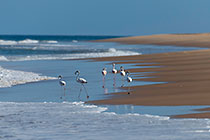 flamingo birds walking on seashore