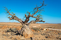 tortuous tree in arid plain