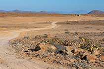 track through arid plain & butter trees