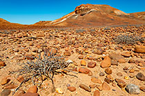 rocks & plants in arid plain & hills