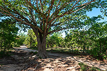 tree with roots in forest