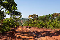 red soil track amongst green forest