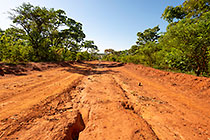 red soil track amongst green forest