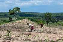 women planting maize in field