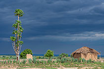 papaya tree & hut under stormy sky