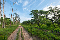 track between indigenous forest & eucalyptus plantation