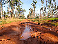 red soil logging track through eucalyptus plantation