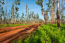 Logging Road