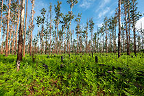 Green Growth