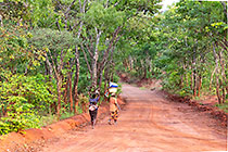 women carrying wood & basket walking on forest track