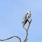 pygmy falcon bird on dead branch