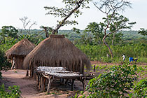 manioc drying on table next to huts