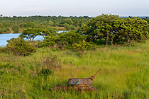 military tank in green grass next to river