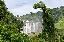 green vegetation near waterfall